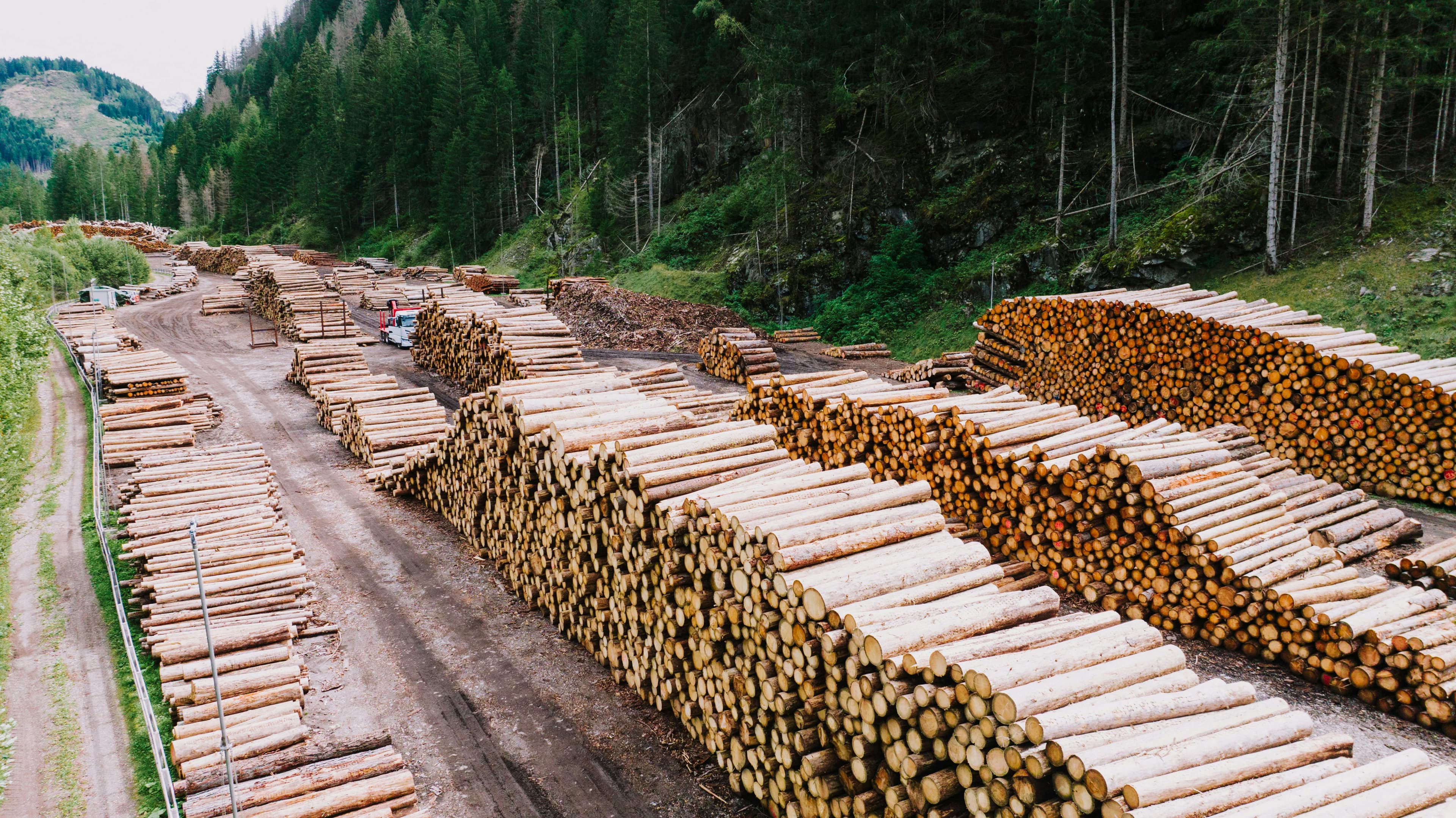 Expansive lumber yard with large piles of harvested logs ready for processing