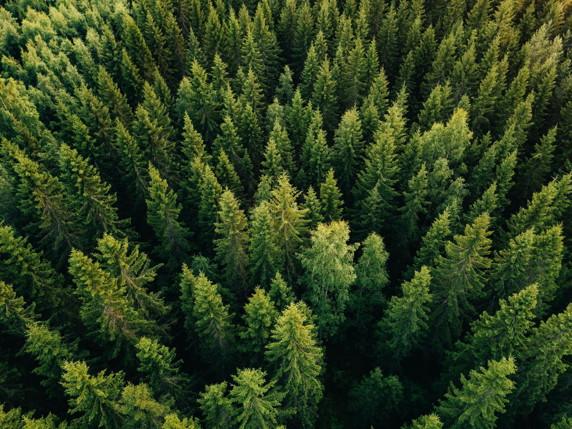 Spruce Pine Fir (SPF)
